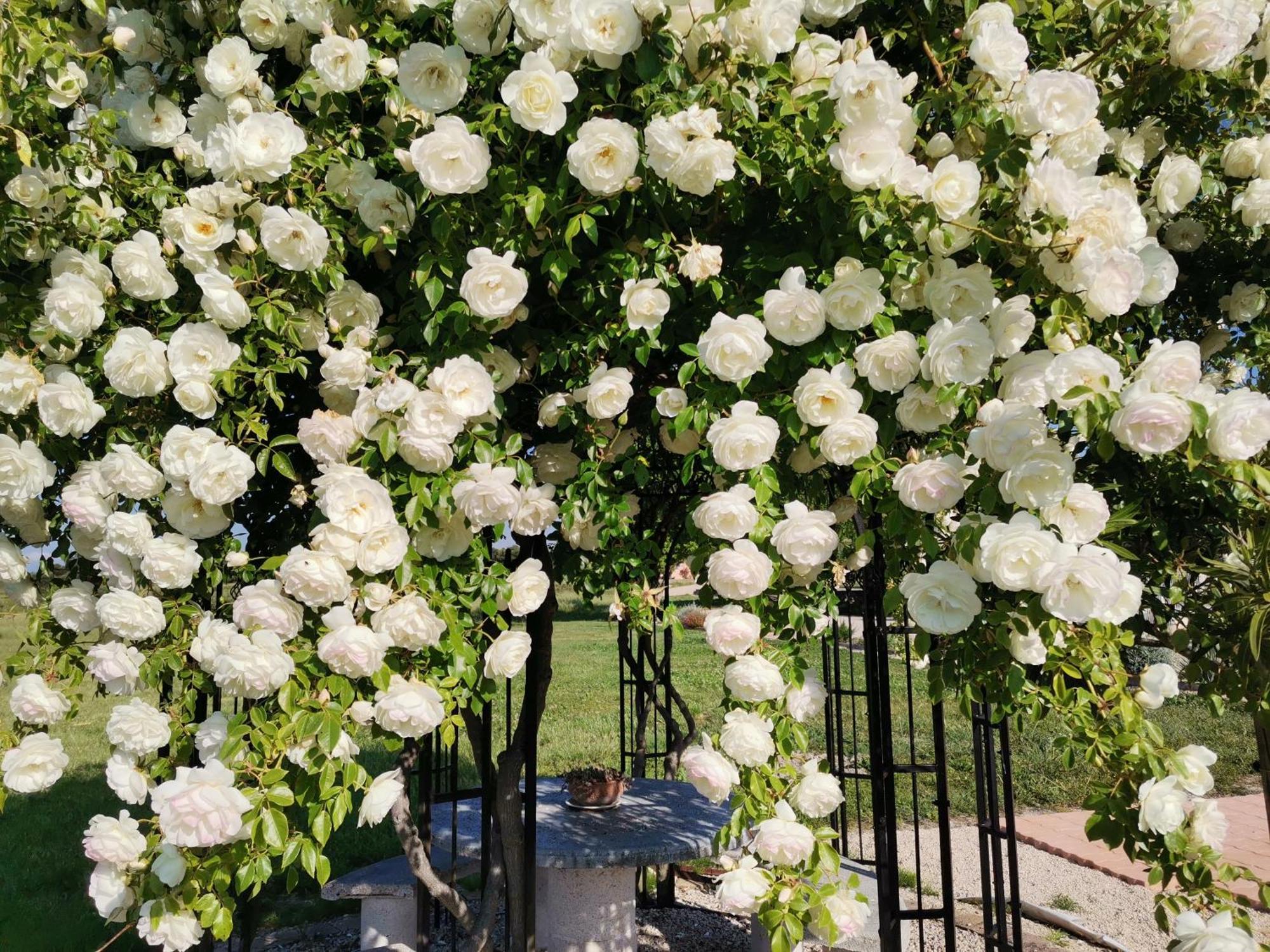 Gite En Provence "Rose" Modene Exterior foto